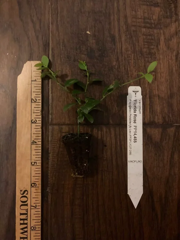 3 Florida Rose Rabbiteye Blueberry Starter Plant Edible Fruit Pink Berries