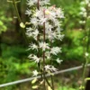 3 Foam Flower Plants - Shade-Loving Perennial - Bare Root