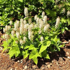 3 Foam flowers - Tiarella Cordifolia Perennial Bare Root - Premium Shade Groundcover - White Blooms