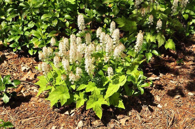3 Foam flowers - Tiarella Cordifolia Perennial Bare Root - Premium Shade Groundcover - White Blooms