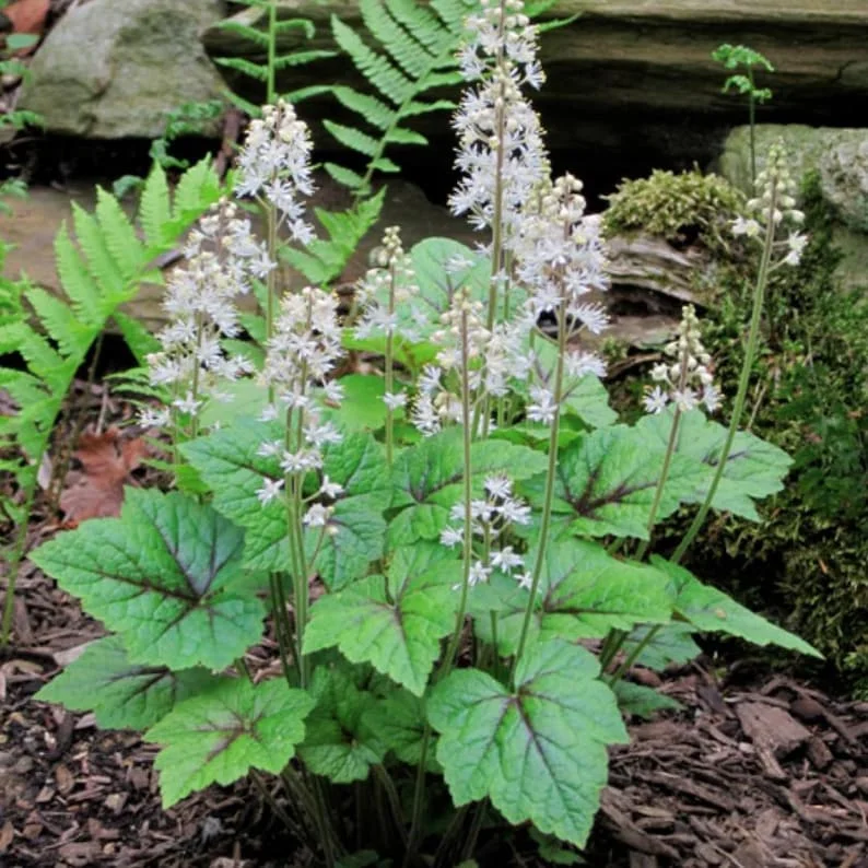 3 Foam flowers - Tiarella Cordifolia Perennial Bare Root - Premium Shade Groundcover - White Blooms