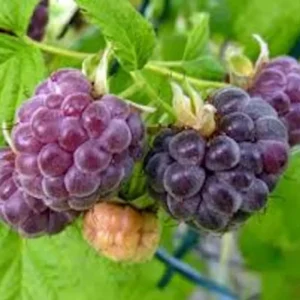 3 Glencoe Raspberry Plants Thornless Purple Edible Fruit Garden Starter
