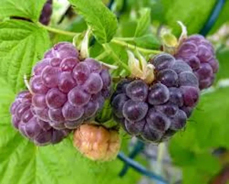 3 Glencoe Raspberry Plants Thornless Purple Edible Fruit Garden Starter
