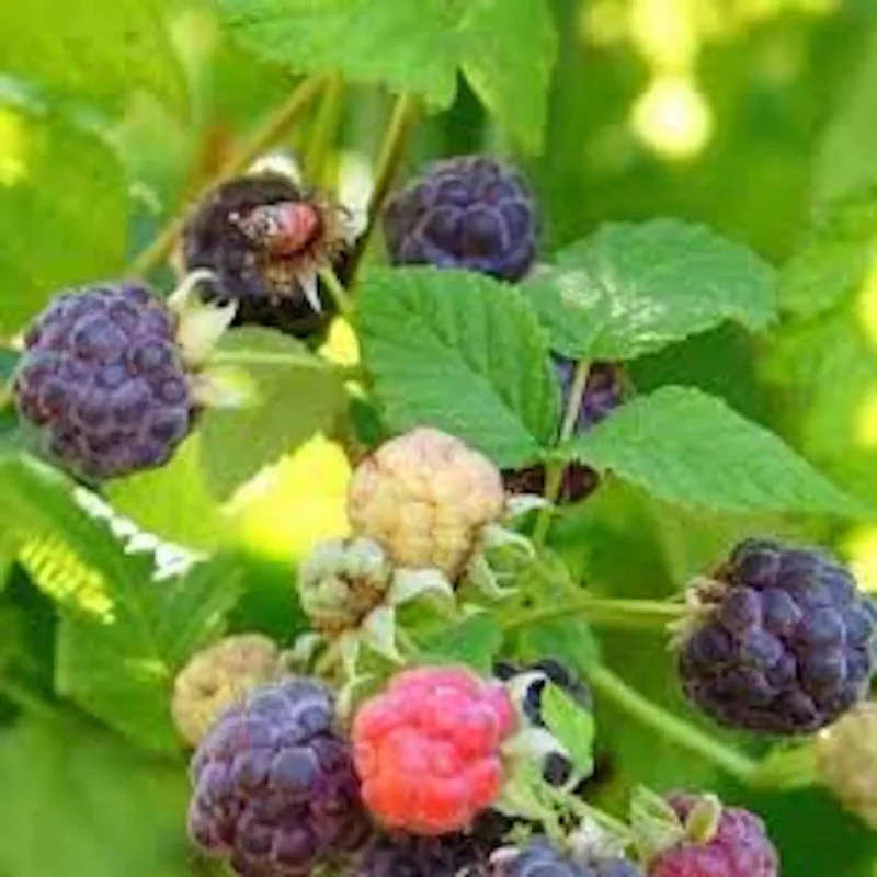 3 Glencoe Raspberry Plants Thornless Purple Edible Fruit Garden Starter