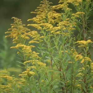 3 Goldenrod Plants Bare Roots | Solidago Nemoralis, Native Pollinator