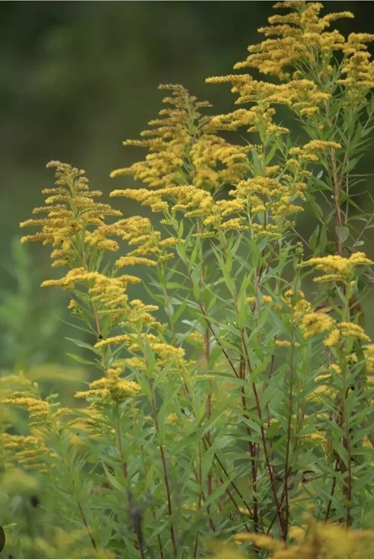 3 Goldenrod Plants Bare Roots | Solidago Nemoralis, Native Pollinator