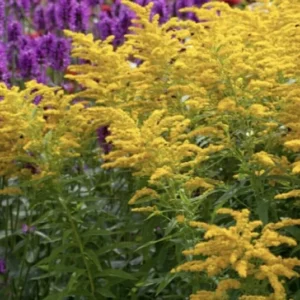 3 Goldenrod Plants Bare Roots | Solidago Nemoralis, Native Pollinator