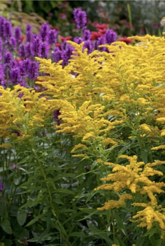 3 Goldenrod Plants Bare Roots | Solidago Nemoralis, Native Pollinator