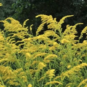 3 Goldenrod Plants Bare Roots | Solidago Nemoralis, Native Pollinator