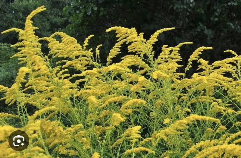 3 Goldenrod Plants Bare Roots | Solidago Nemoralis, Native Pollinator