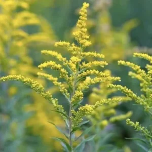 3 Goldenrod Plants Bare Roots | Solidago Nemoralis, Native Pollinator