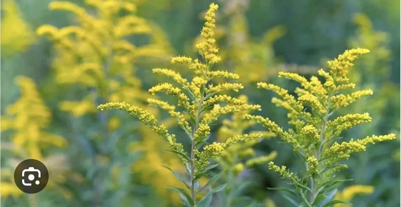 3 Goldenrod Plants Bare Roots | Solidago Nemoralis, Native Pollinator
