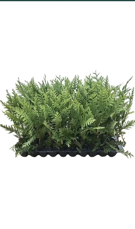 3 Green Giant Arborvitae Thuja Plicata Evergreen Privacy Tree Shrub