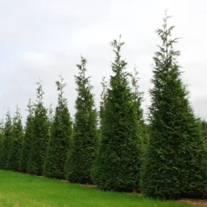 3 Green Giant Arborvitae Thuja Plicata Evergreen Privacy Tree Shrub