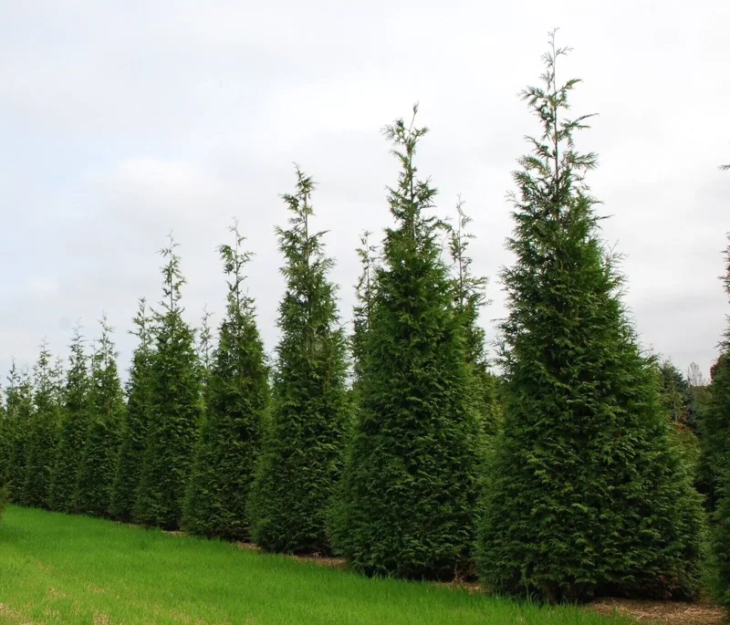 3 Green Giant Arborvitae Thuja Plicata Evergreen Privacy Tree Shrub