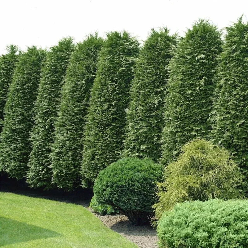 3 Green Giant Arborvitae Thuja Plicata Evergreen Privacy Tree Shrub