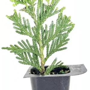 3 Green Giant Arborvitae Thuja Plicata Evergreen Privacy Tree Shrub
