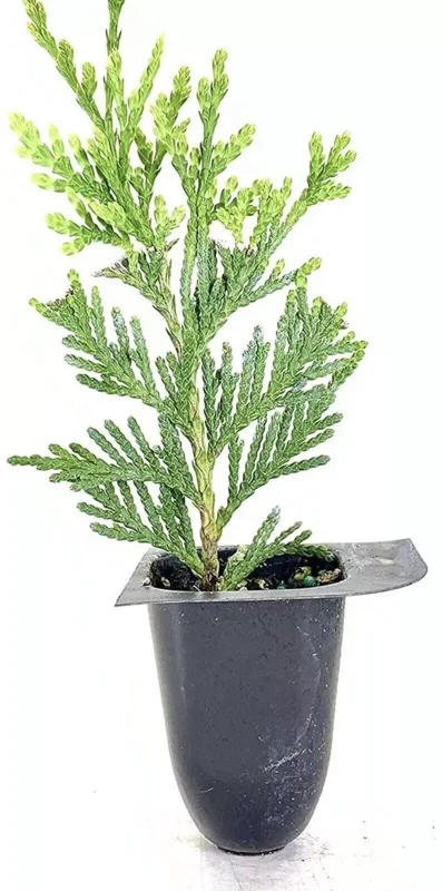 3 Green Giant Arborvitae Thuja Plicata Evergreen Privacy Tree Shrub