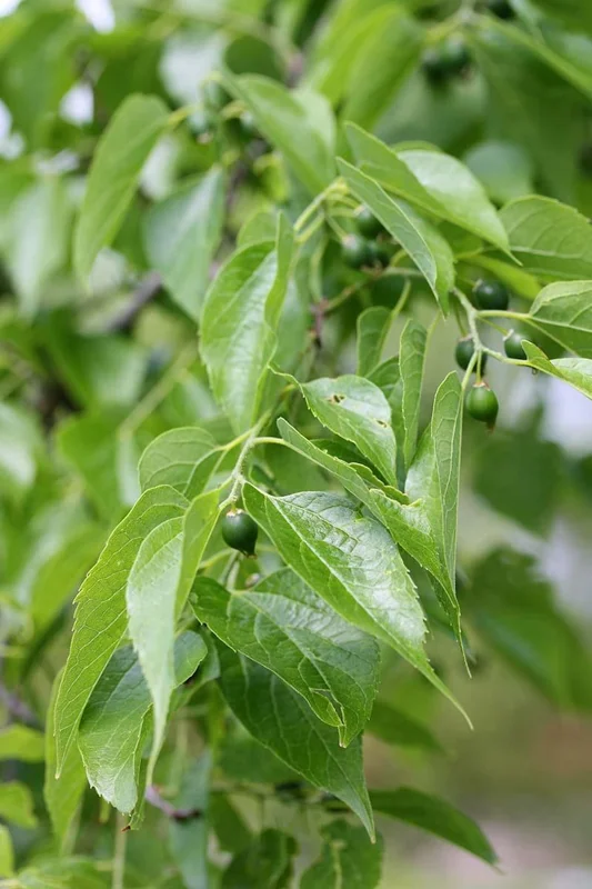 3 Hackberry Trees Live Plant,12-18 Inch Tall, Shade Tree, Celtis Occidentalis