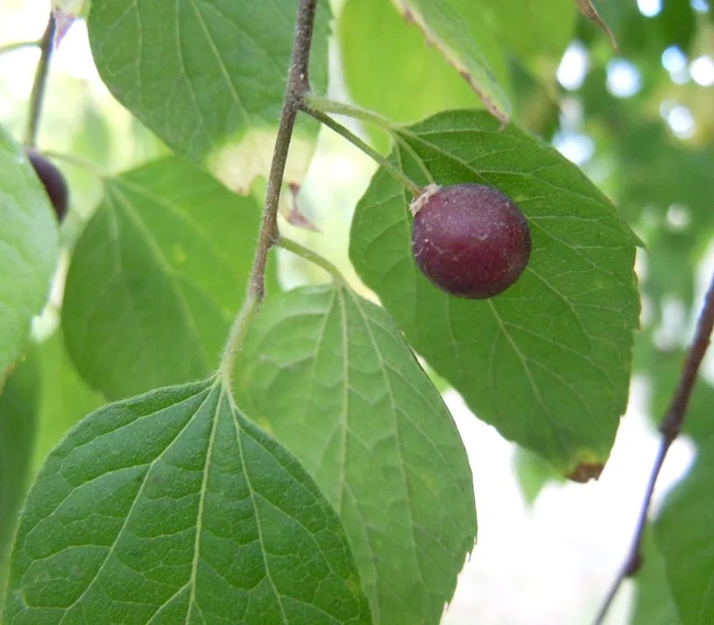 3 Hackberry Trees Live Plant,12-18 Inch Tall, Shade Tree, Celtis Occidentalis