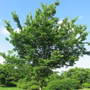 3 Hackberry Trees Live Plant,12-18 Inch Tall, Shade Tree, Celtis Occidentalis