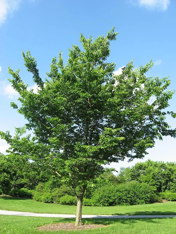 3 Hackberry Trees Live Plant,12-18 Inch Tall, Shade Tree, Celtis Occidentalis