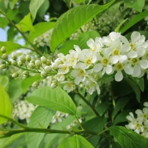 3 Hackberry Trees Live Plant,12-18 Inch Tall, Shade Tree, Celtis Occidentalis