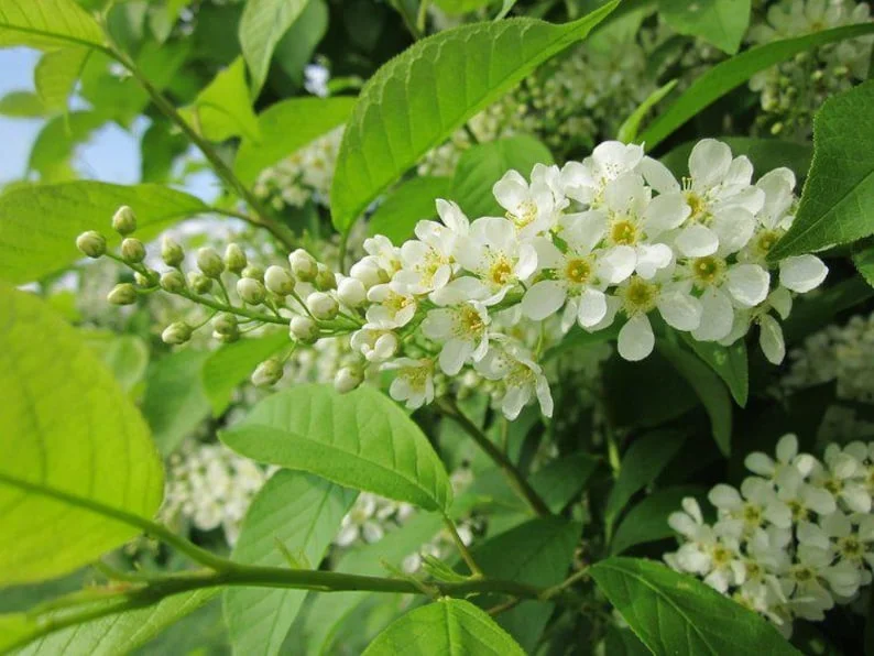 3 Hackberry Trees Live Plant,12-18 Inch Tall, Shade Tree, Celtis Occidentalis