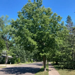 3 Hackberry Trees Live Plant,12-18 Inch Tall, Shade Tree, Celtis Occidentalis