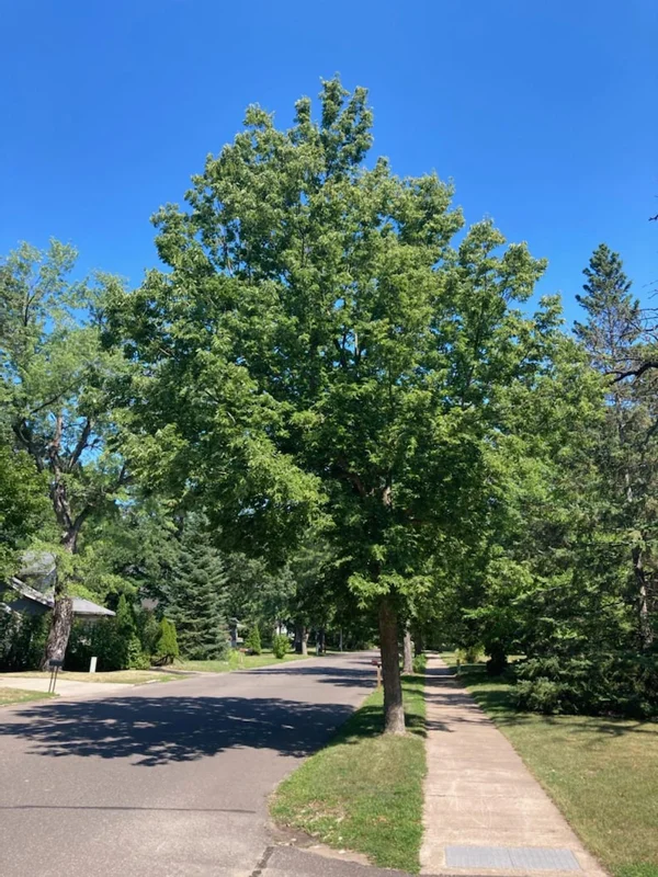 3 Hackberry Trees Live Plant,12-18 Inch Tall, Shade Tree, Celtis Occidentalis