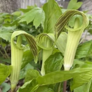 3 Jack-in-the-Pulpit Plant | Arisaema Triphyllum, Unique Green and Brown Flowers, Shade Plant