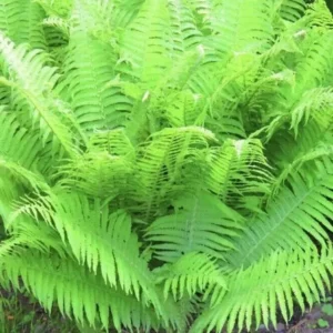3 Lady Fern Athyrium filix femina Native Woodland Bare Root Wildflower – Organic, Sustainable