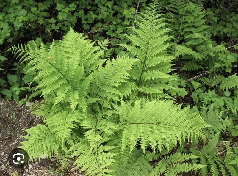 3 Lady Fern Athyrium filix femina Native Woodland Bare Root Wildflower – Organic, Sustainable