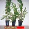 3 Leyland Cypress Trees Bare Root Starter Plants Fast Growing Evergreen