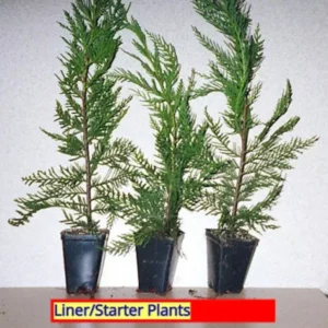 3 Leyland Cypress Trees Bare Root Starter Plants Fast Growing Evergreen