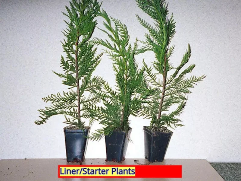 3 Leyland Cypress Trees Bare Root Starter Plants Fast Growing Evergreen
