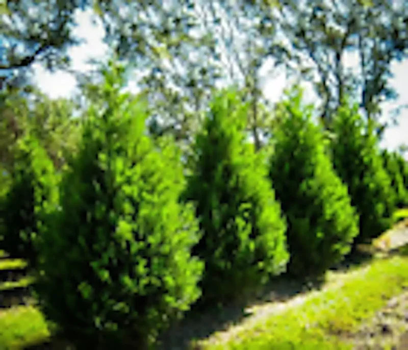 3 Leyland Cypress Trees Bare Root Starter Plants Fast Growing Evergreen