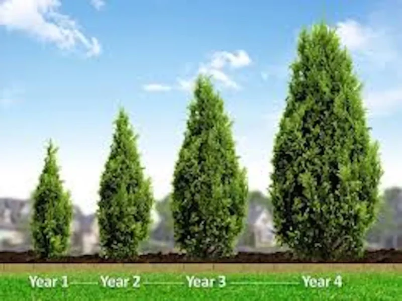 3 Leyland Cypress Trees Bare Root Starter Plants Fast Growing Evergreen