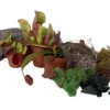 3 Live Carnivorous Plants Terrarium Kit – Venus Flytrap, Sundew, Pitcher Plant in 2" Pots with Accessories