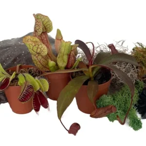 3 Live Carnivorous Plants Terrarium Kit – Venus Flytrap, Sundew, Pitcher Plant in 2