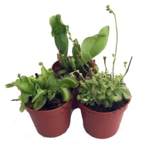 3 Live Carnivorous Plants Terrarium Kit – Venus Flytrap, Sundew, Pitcher Plant in 2