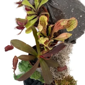 3 Live Carnivorous Plants Terrarium Kit – Venus Flytrap, Sundew, Pitcher Plant in 2