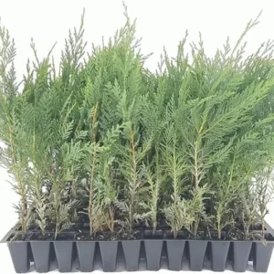 3 Murray Cypress Tree Live Plants Upright Evergreen Privacy Screen Perennial
