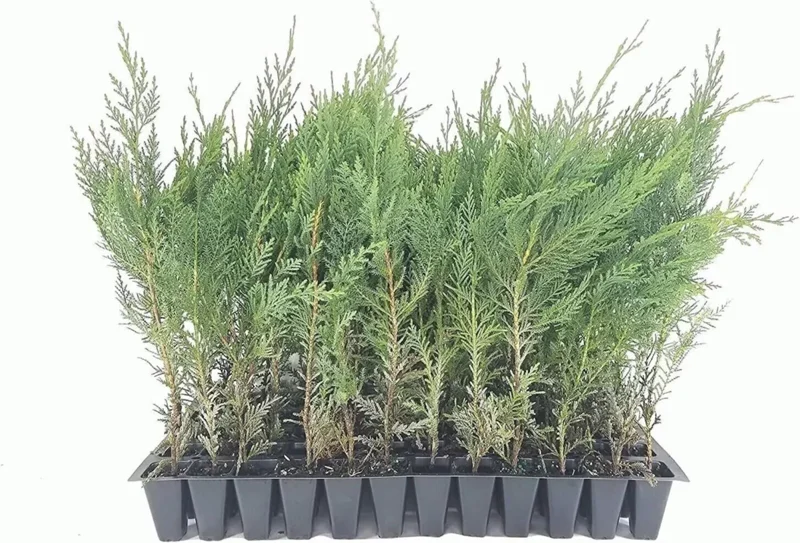 3 Murray Cypress Tree Live Plants Upright Evergreen Privacy Screen Perennial
