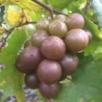 3 Muscadine Grape Plant Vitis Rotundifolia Carlos Sweet Edible Vine - Live Starter