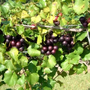 3 Muscadine Grape Starter Plants, Edible & Cold-Hardy Vitis spp, Perfect for Wine & Landscaping