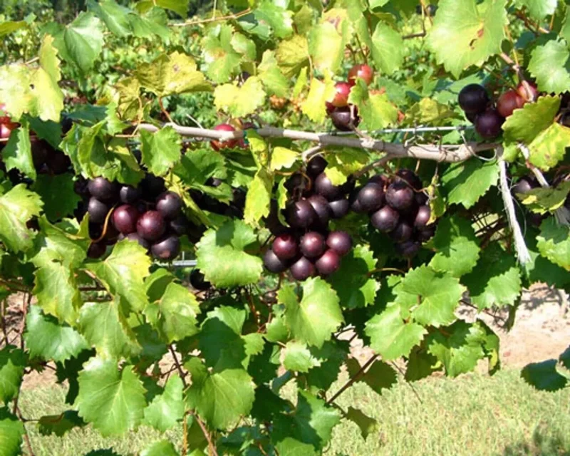 3 Muscadine Grape Starter Plants, Edible & Cold-Hardy Vitis spp, Perfect for Wine & Landscaping