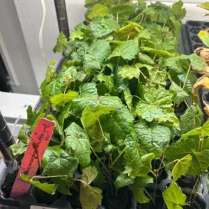 3 Muscadine Grape Starter Plants, Edible & Cold-Hardy Vitis spp, Perfect for Wine & Landscaping