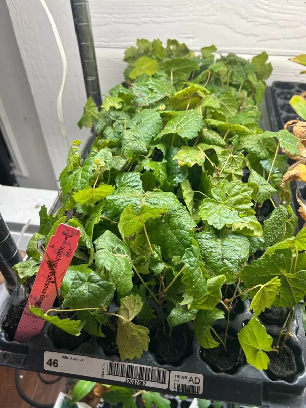 3 Muscadine Grape Starter Plants, Edible & Cold-Hardy Vitis spp, Perfect for Wine & Landscaping