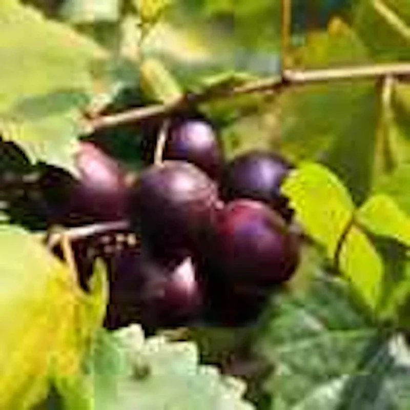 3 Muscadine Grape Starter Plants, Edible & Cold-Hardy Vitis spp, Perfect for Wine & Landscaping
